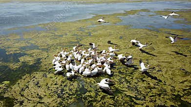 Large flock of great white pelicans on a salt lake in danube delta