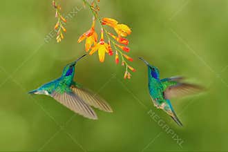 Two bird with orange flower. Green hummingbirds Green Violet-ear, Colibri thalassinus, flying next to beautiful yellow flower, Sav