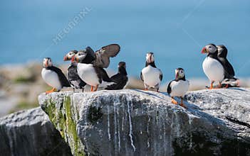 Atlantic Puffins