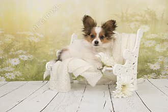 Butterfly dog puppy sitting on a doll bench with a flower background