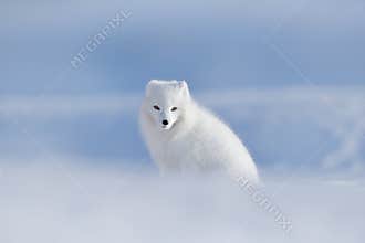 Polar fox in habitat, winter landscape, Svalbard, Norway. Beautiful animal in snow. Sitting white fox. Wildlife action scene from