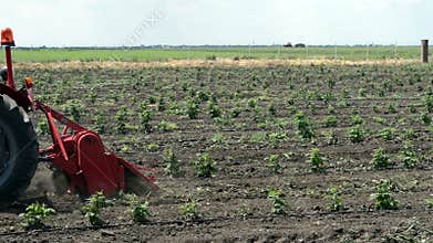 Plowing the Orchard by a Tractor