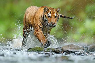 Tiger with splash river water. Tiger Action wildlife scene, wild cat, nature habitat. Tiger running in water. Danger animal, tajga