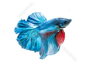 Siamese fighting fish, betta splendens isolated