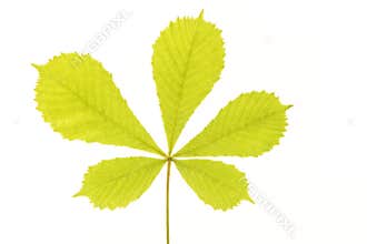 Fresh soft green chesnut leaf