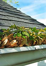 Gutter Cleanup