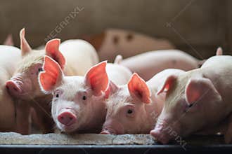 Cute Piglets in the pig farm