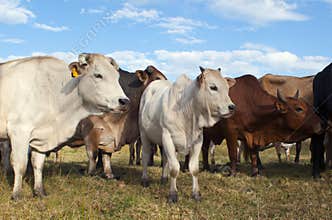 Beef cattle herd in summer