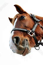 Funny horse