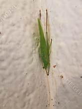 Green insect hiding on building