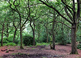 Clearing in an oak woodland forest with green trees