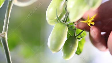 Hand touches flower of green cherry tomatoes control quality and cure the vegetables garden