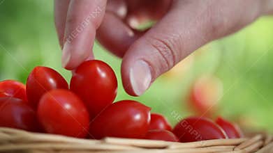 Hand picking tomatoes from plant to vegetables garden, with wicker basket