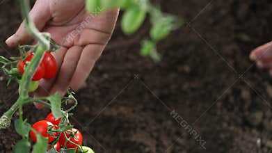 Hands work the soil of cherry tomatoes cure the vegetables garden