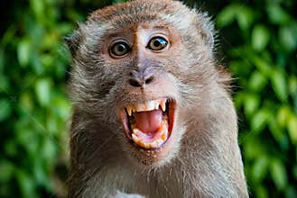 Monkey taking a selfie