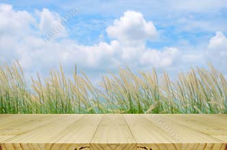 Picnic Background with Picnic Table.