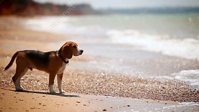 Beagle puppy standing on the sea coast bemused with the view of waves