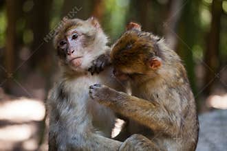 Barbary apes grooming each other