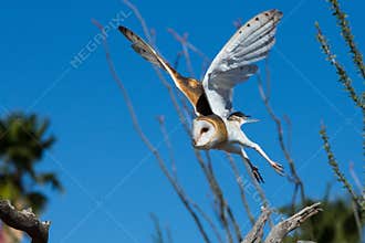 Barn owl taking off in flight