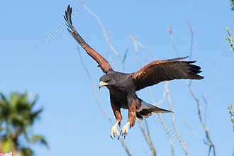 Harris Hawk descending on prey