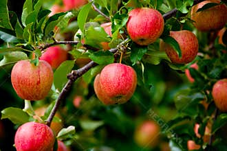 Organic red ripe apples on the orchard tree with green leaves