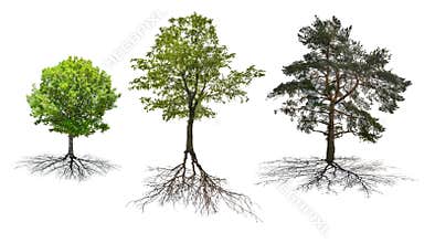 Set of three trees with roots isolated on white