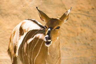 Female nyala (Tragelaphus angasii), also called inyala. Bovidae, zoologic