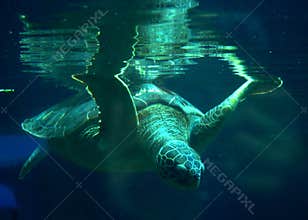 Sea turtule dives