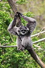 Silvery gibbon