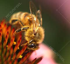 Bee at work