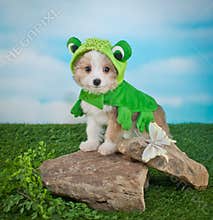 Frogger Puppy