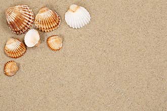 Beach scene in summer holiday with sand, sea shells and copyspace