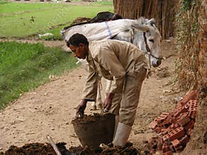 Farmer men in Dahab Islam harvesting seeds