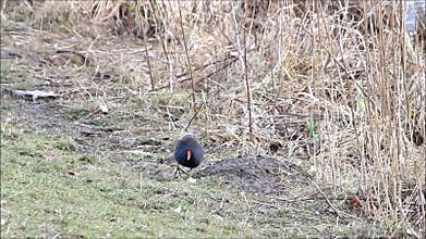 Common moorhen at shore, Gallinula