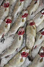 Fresh trout