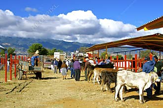 Cattle market, Mexico
