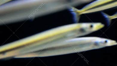 Fast Fish