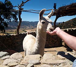 White domesticated lama
