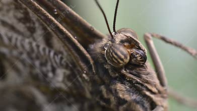 Head details of Caligo atreus Lepidoptera (Butterfly)