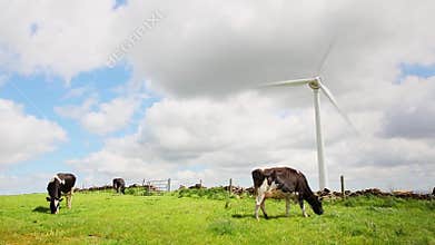 Cows on a Wind farm