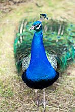 Peacock with bright plumage