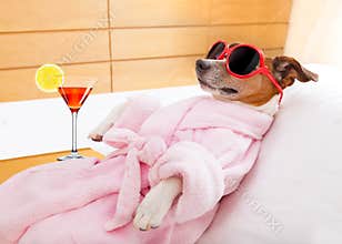 Dog spa wellness
