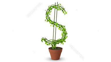 Bonsai. Dollar tree. Growth of dollar tree. Isolated.