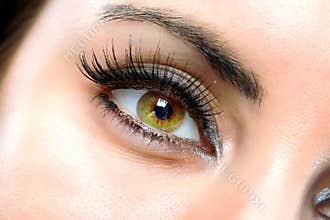 The macro female eye