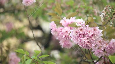 Springtime tree branches