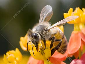 Bee on flower
