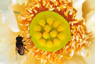 Secret of bee and bud