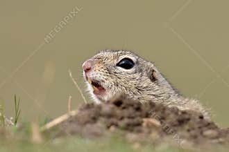 European ground squirrel on field (Spermophilus citellus)