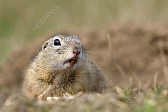 European ground squirrel on field (Spermophilus citellus)