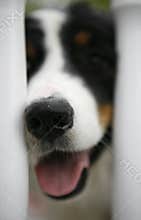 Dog nose in fence